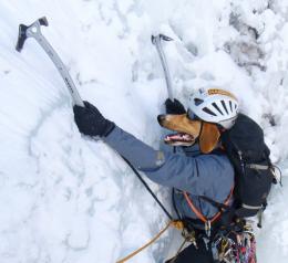 dog climber